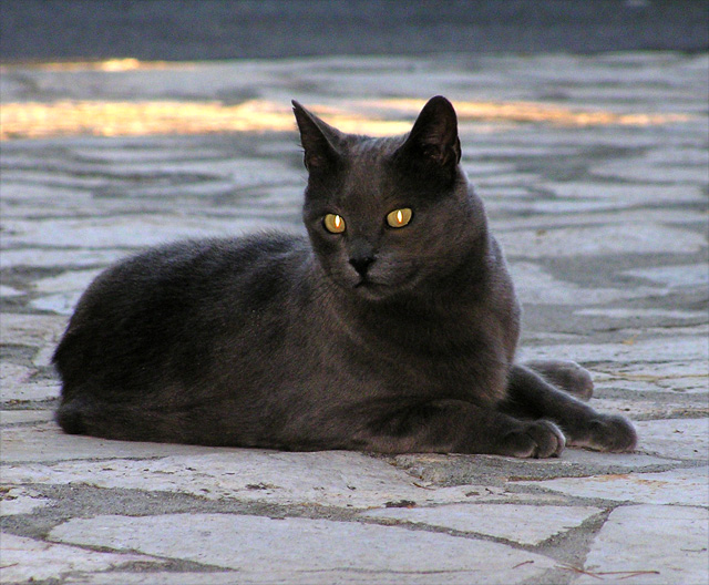 Chartreux